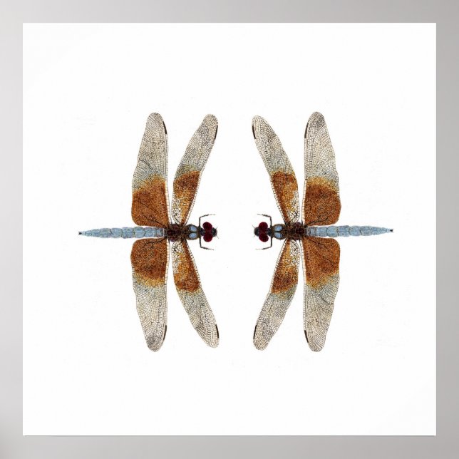 Face-Off 2 Widow Skimmer Dragonflies Poster (Front)