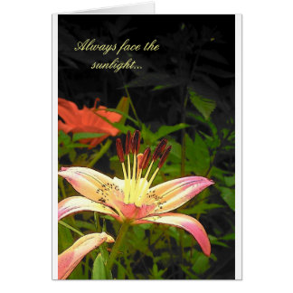 Face The Sunlight Cards