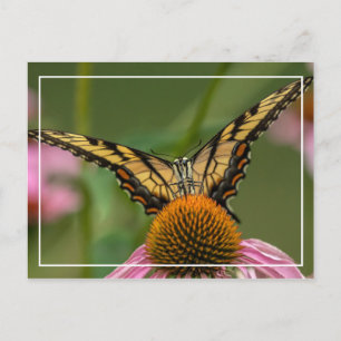 Face To Face Butterfly Postcard