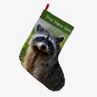 Face to Face with a North American Raccoon