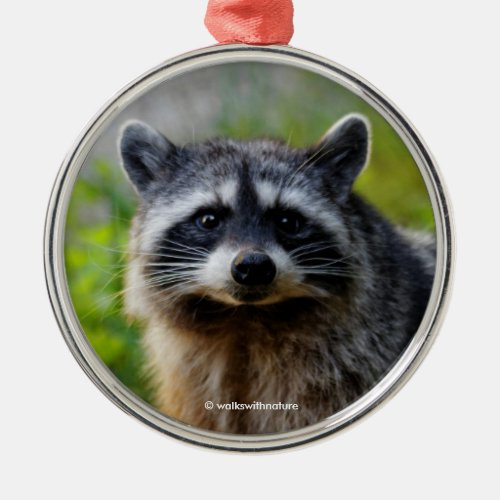 Face to Face with a North American Raccoon Metal Ornament