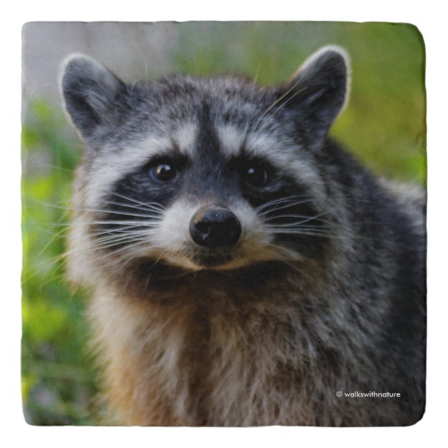 Face to Face with a North American Raccoon Trivet (Front)