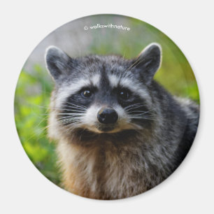Face to Face with a Raccoon Magnet