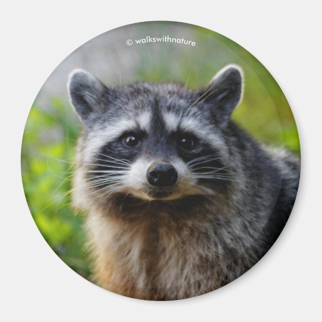 Face to Face with a Raccoon Magnet (Front)