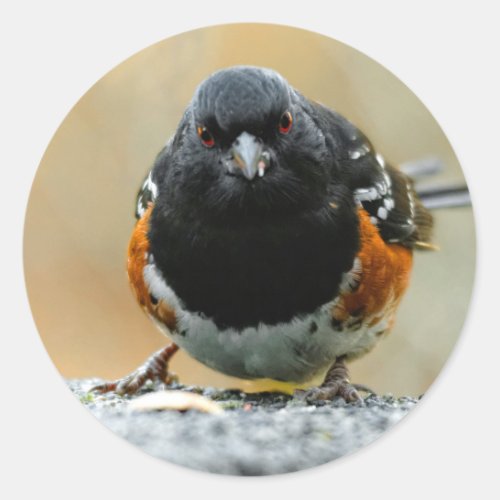 Face to Face with a Spotted Towhee Classic Round Sticker