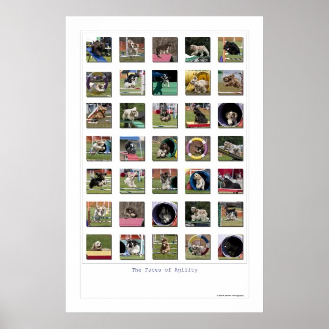 Faces of Agility - Cocker Spaniel Edition Poster (Front)