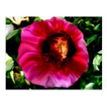 Faces Postcard