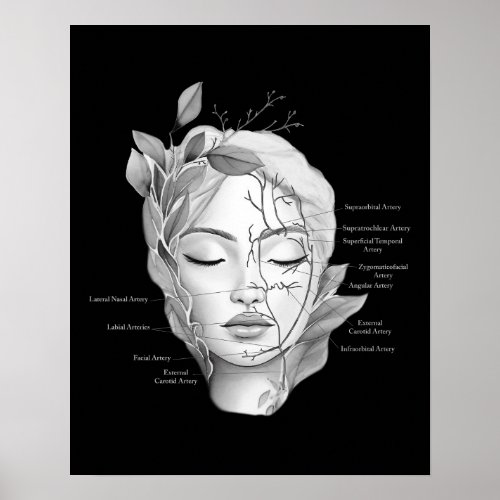 Facial Anatomy Showing Blood Vessels Poster