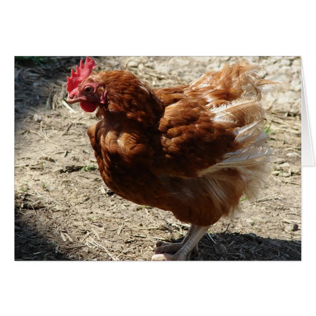 Factory Farm Hen Cards (Front Horizontal)