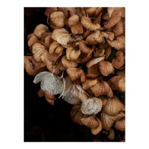 Faded Hydrangea Poster