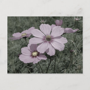 Faded Pink Cosmos Flower Black And White Postcard