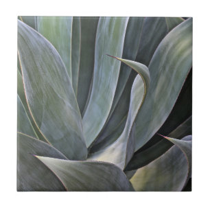 Faded Succulant Detail, 2017 Ceramic Tile