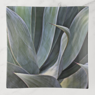 Faded Succulant Detail, 2017 Trinket Tray