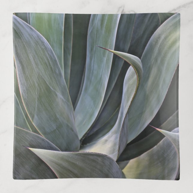 Faded Succulant Detail, 2017 Trinket Tray (Front)