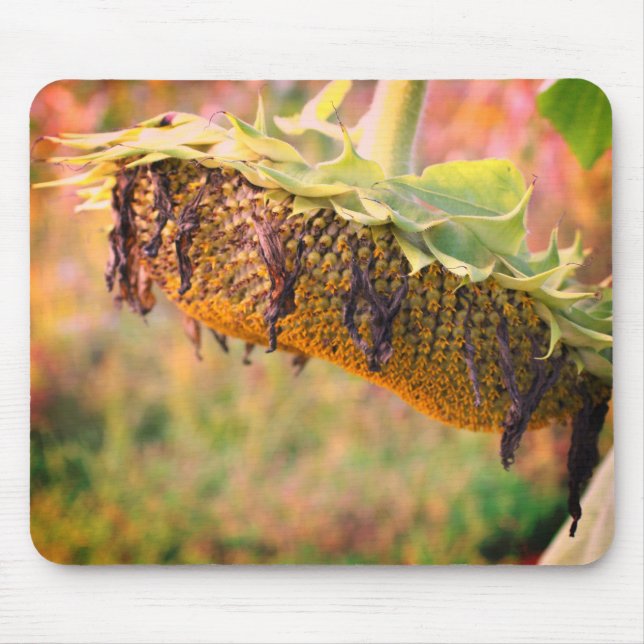 Faded Sunflower Flower  Mouse Pad (Front)