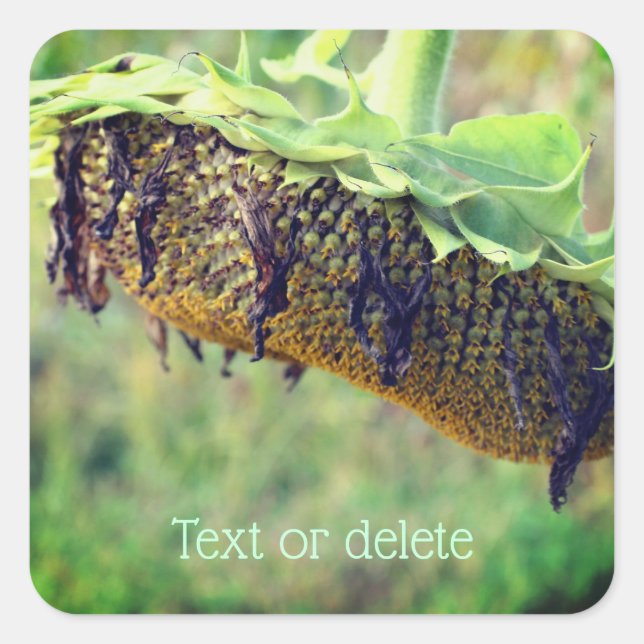 Faded Sunflower Flower Personalized Square Sticker (Front)