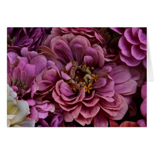 Faded Zinnias Cards (Front Horizontal)
