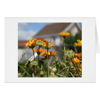 Fading Beauty Cards