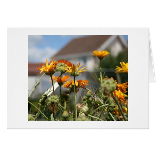 Fading Beauty Cards (Front Horizontal)