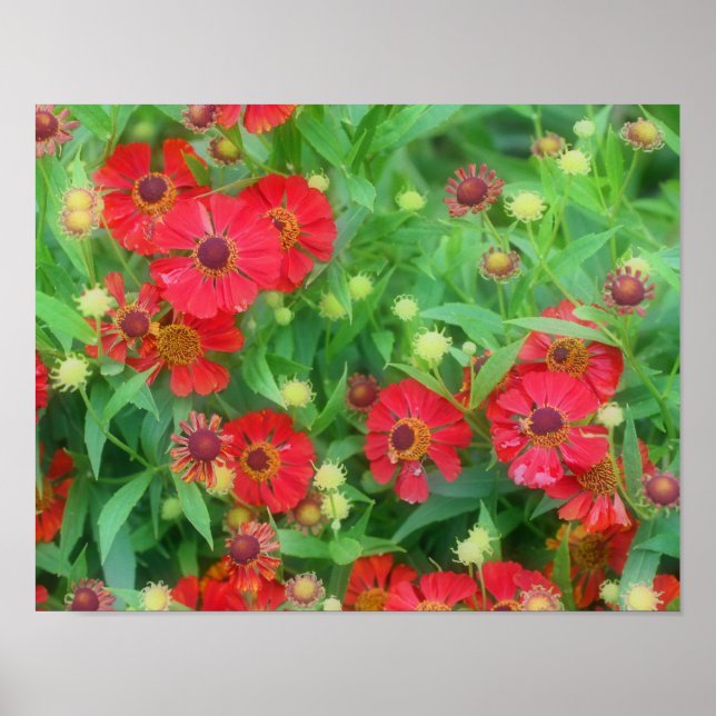 Fading Red Zinnia Flowers Poster (Front)