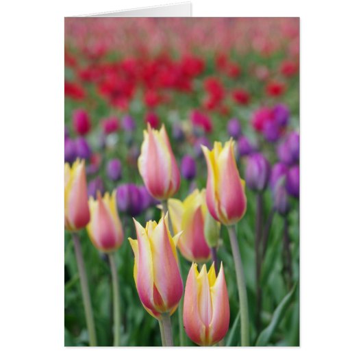Fading Tulips Cards (Front)
