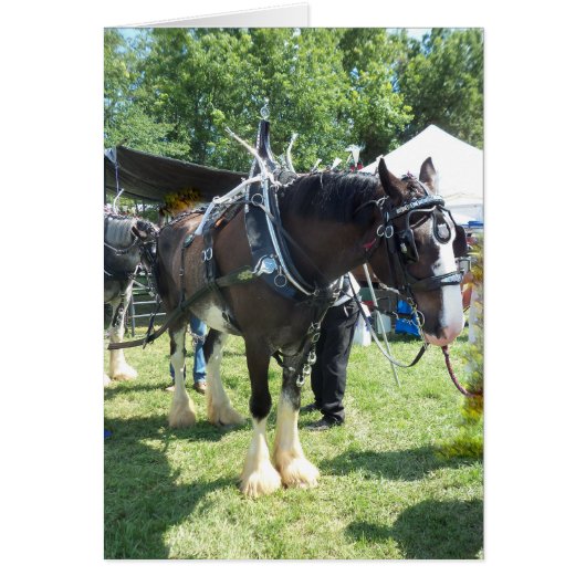 Fair Horse Cards (Front)