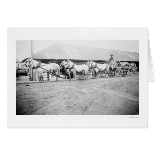 Fairbanks Horse Team 1915 (Front Horizontal)