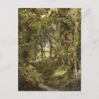 Fairlight Glen, Hastings, Sussex, England Postcard