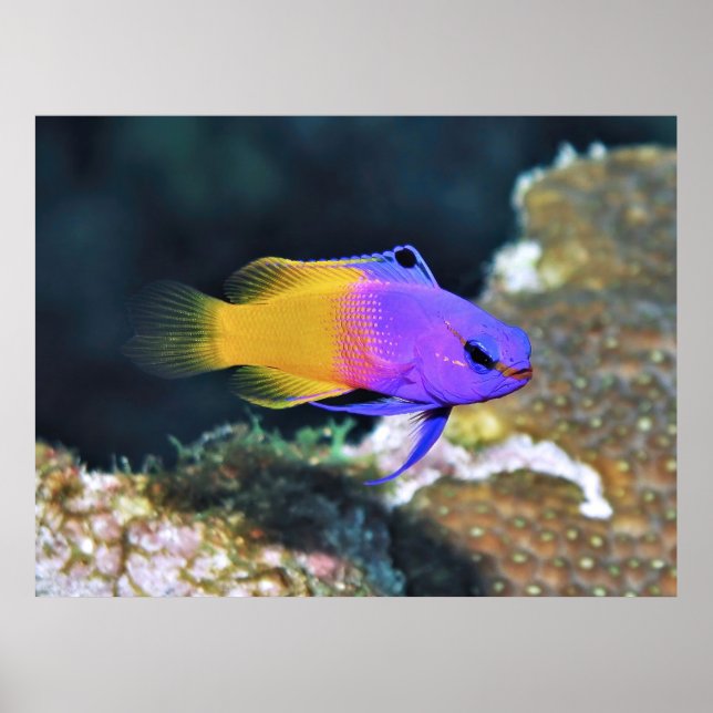 Fairy Basslet Poster (Front)