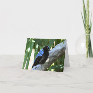 Fairy Bluebird Photo Folded Note Card