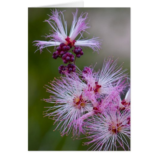 Fairy Duster Cards (Front)