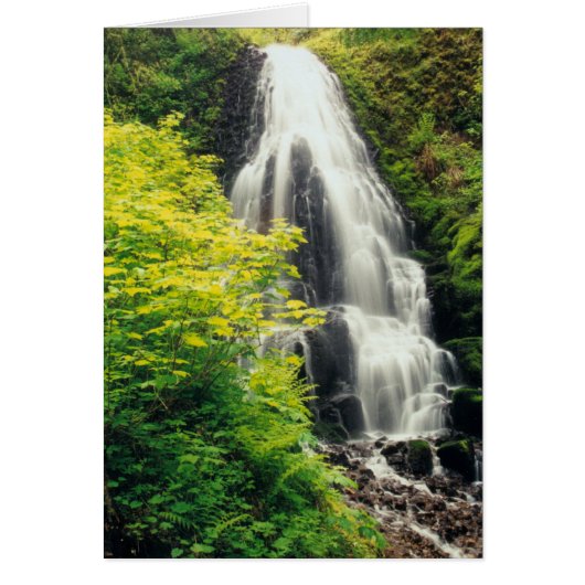 Fairy Falls Cards (Front)