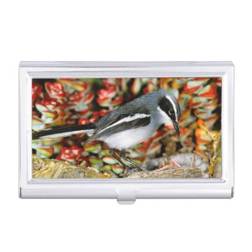 Fairy Flycatcher Stenostira Scita At Nest Business Card Case