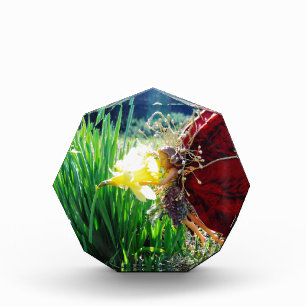 Fairy in the Daffodils Award