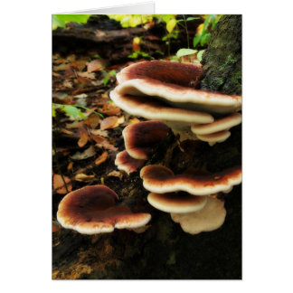 Fairy Shelf Cards