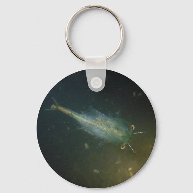 Fairy shrimp keychain (Front)
