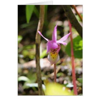 Fairy Slipper Cards