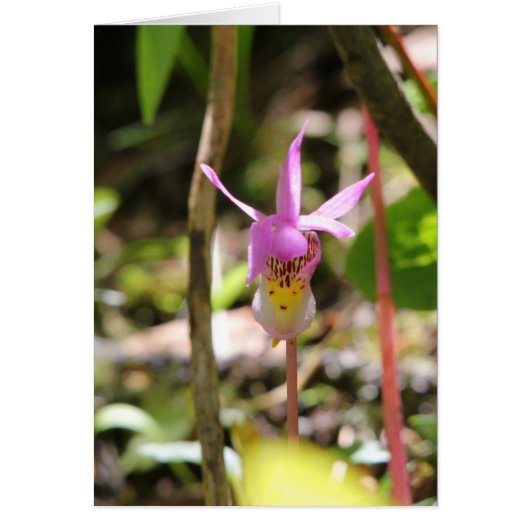 Fairy Slipper Cards (Front)