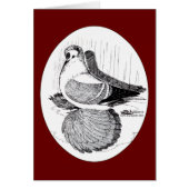 Fairy Swallow Pigeon 1978 (Front)