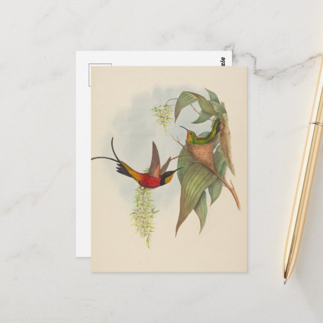 Fairy Topaz | John Gould Postcard (Front/Back In Situ)