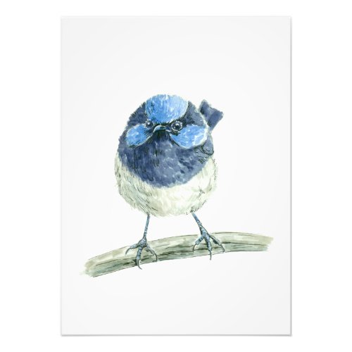 Fairy wren photo print