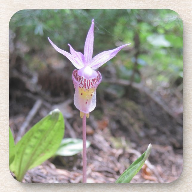 Fairyslipper Orchid Flower Beverage Coaster (Front)
