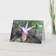 Fairyslipper Orchid Flower