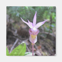 Fairyslipper Orchid Flower