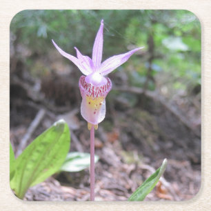 Fairyslipper Orchid Flower Square Paper Coaster