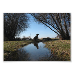Faithful Farm Dog Photo Print