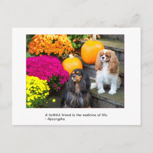 Faithful Friend Cavalier King Charles Postcard