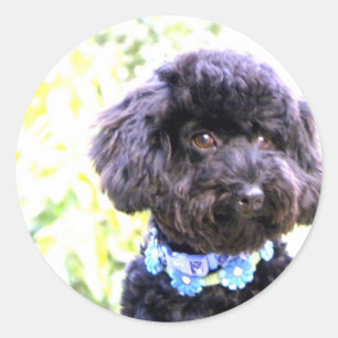 Faithful Loving Friend Classic Round Sticker