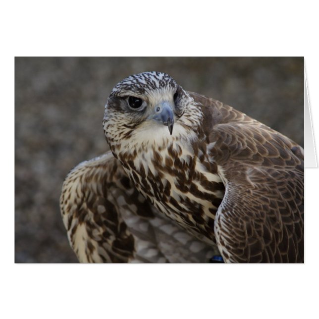 Falco cherrug (Front Horizontal)