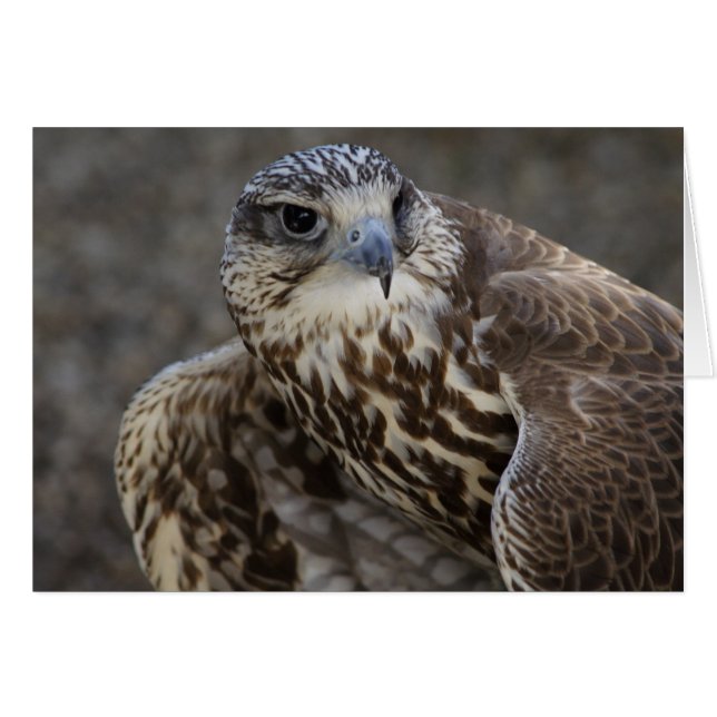 Falco cherrug (Front Horizontal)